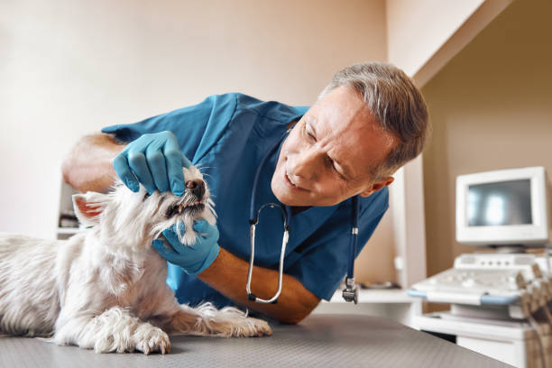 Best Walk-In Emergency Dentist in Holly Springs, MS